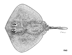 Great Stingaree photo 4