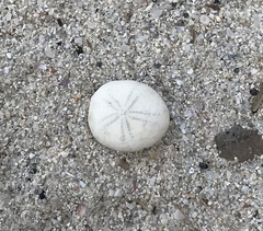 Echinocyamus pusillus