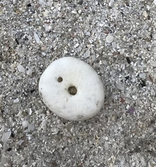 Echinocyamus pusillus