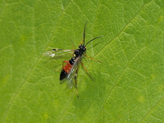 Tenthredopsis friesei