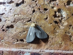 Asota canaraica
