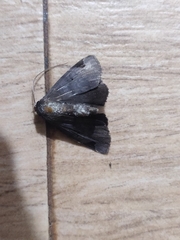 Mecodina