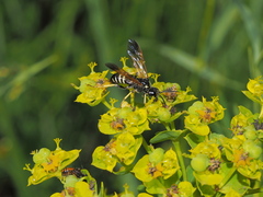 Tenthredo bifasciata violacea