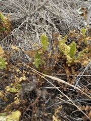 Horkelia cuneata puberula