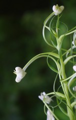 Habenaria commelinifolia