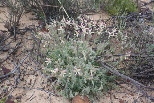 Pelargonium appendiculatum (L.f.) Willd. 2