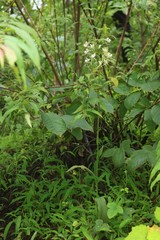 Habenaria commelinifolia