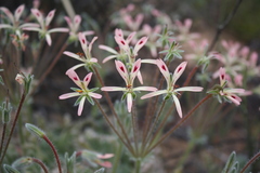 Pelargonium appendiculatum