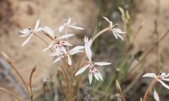 Pelargonium appendiculatum