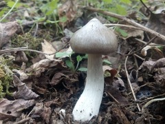 Entoloma clypeatum