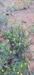 Delosperma pageanum
