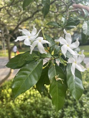 Tabernaemontana corymbosa