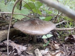 Entoloma clypeatum