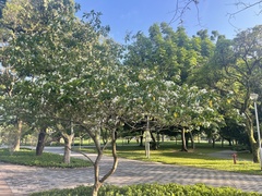 Tabernaemontana corymbosa