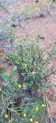 Delosperma pageanum