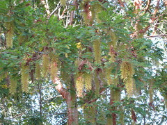 Alvaradoa amorphoides