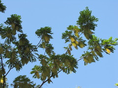 Alvaradoa amorphoides