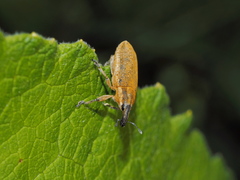 Lixus myagri