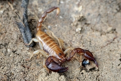 Euscorpius sicanus