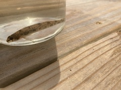 Etheostoma perlongum