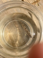 Etheostoma perlongum