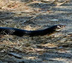 Hierophis viridiflavus carbonarius