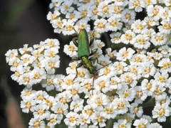 Chrysanthia viridissima