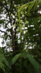 Habenaria commelinifolia