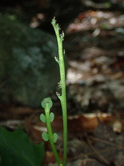 Botrychium simplex