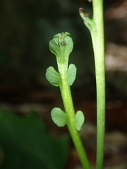 Botrychium simplex