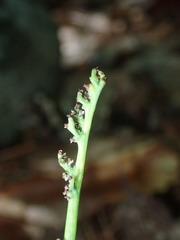 Botrychium simplex