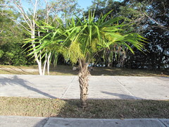 Thrinax radiata