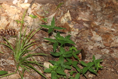 Galium lanceolatum
