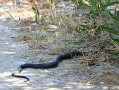 Hierophis viridiflavus carbonarius