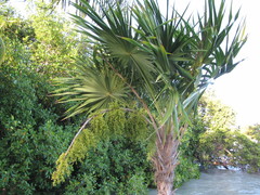 Thrinax radiata