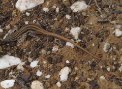 Pedioplanis burchelli