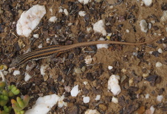 Pedioplanis burchelli