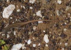 Pedioplanis burchelli