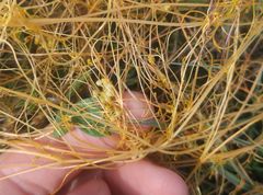 Cuscuta indecora