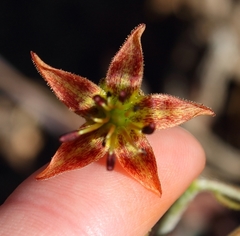 Cotyledon papillaris