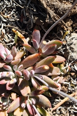 Cotyledon papillaris