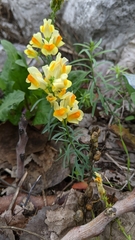 Linaria vulgaris