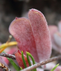 Cotyledon papillaris