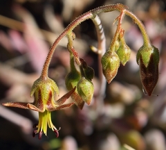 Cotyledon papillaris