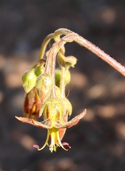Cotyledon papillaris