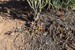 Cotyledon papillaris