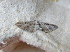 Eupithecia interruptofasciata