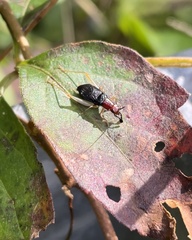Phyllopalpus pulchellus