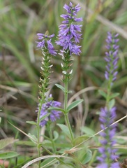 Veronica barrelieri