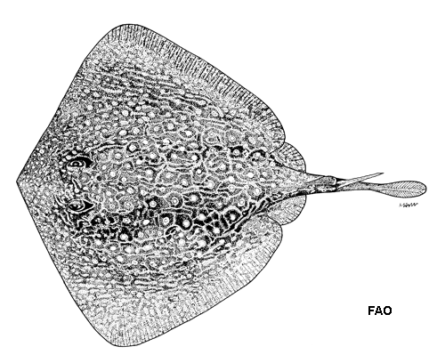 Patchwork stingaree (Urolophus flavomosaicus) — Urolophidae